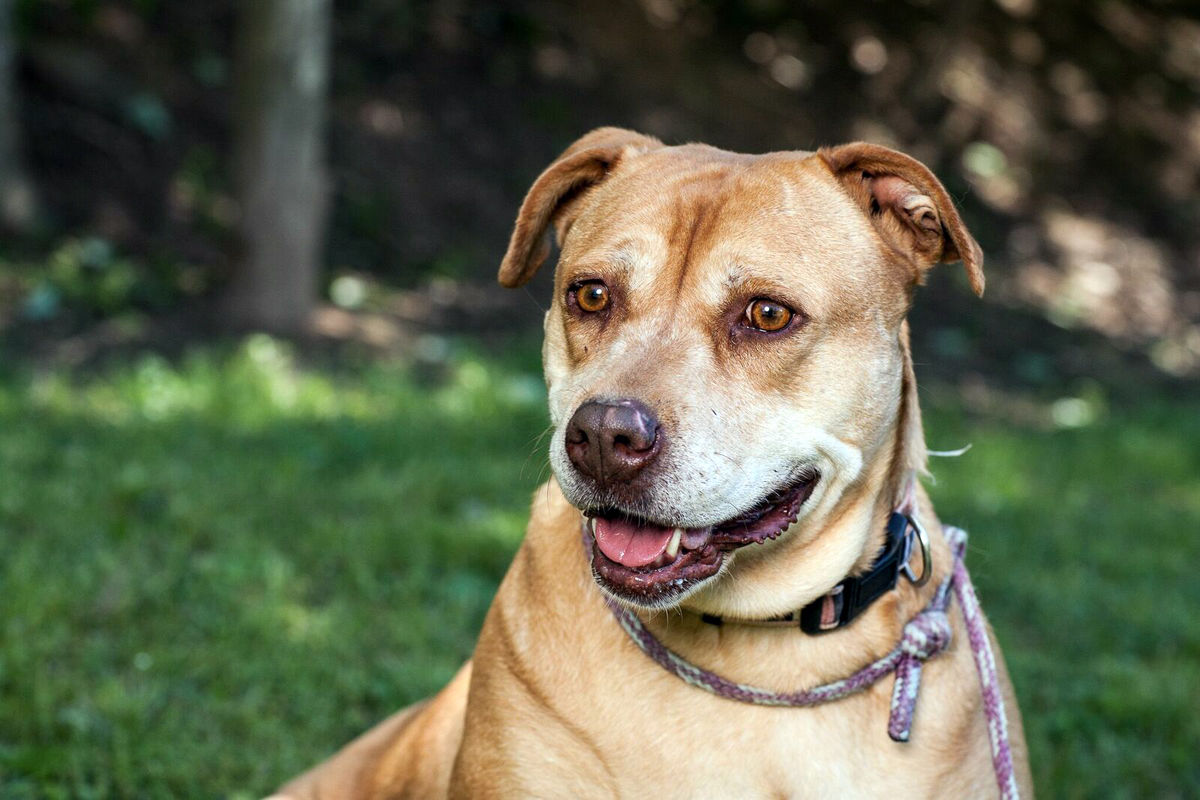 29 Pets-Sarah Lee.jpg